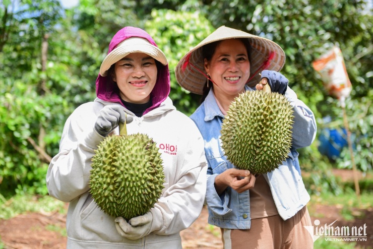 Xuất khẩu rau quả sang Trung Quốc dự báo thu về 5,5 tỷ USD trong năm 2025. Ảnh: Nguyễn Huế