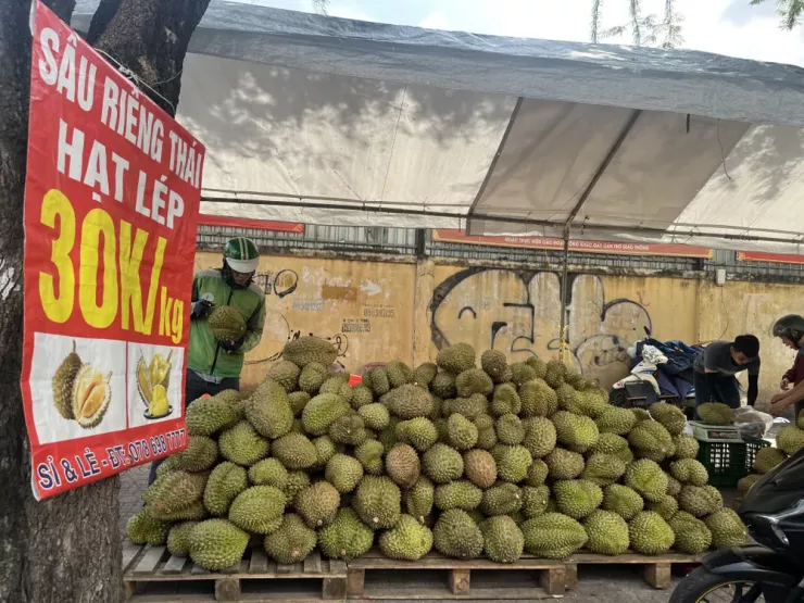 Sầu riêng giống Thái hạt lép với nhiều trái có trọng lượng 5 - 7 kg. Ảnh: TÚ UYÊN