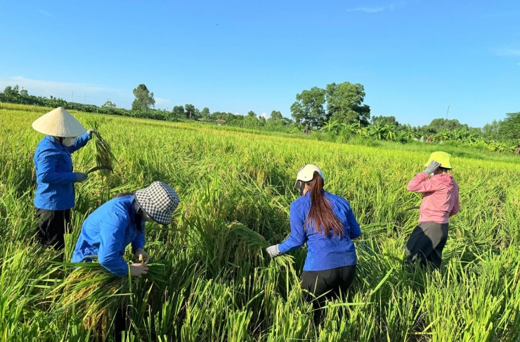 Đoàn viên tỉnh Bắc Ninh gặt lúa giúp người dân tránh lũ.