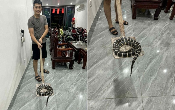 Rắn độc dài hơn 1m bò lên từ bồn cầu, bé gái ở Hải Phòng hét thất thanh - 1