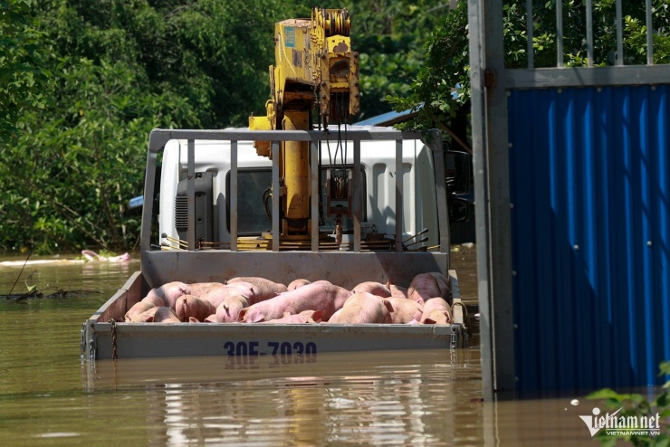 Hà Nội: Lũ tràn trong đêm không kịp trở tay, gõ cửa từng nhà tiếp tế lương thực - 10