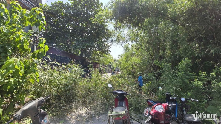 Lực lượng chức năng tận dụng ngay búi tre ven triền đê để làm cọc chống tràn.