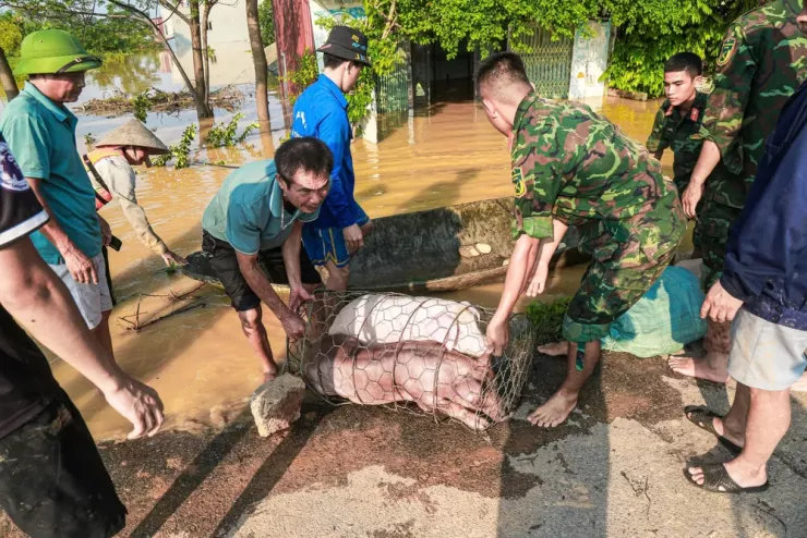 Lực lượng chức năng giúp người dân di chuyển vật nuôi, tài sản.