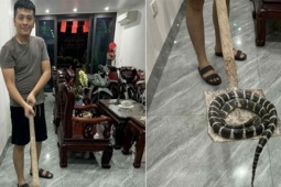 Rắn độc dài hơn 1m bò lên từ bồn cầu, bé gái ở Hải Phòng hét thất thanh