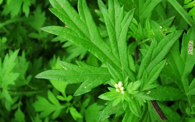 Loại lá mọc dại ở vườn nhưng là “thần dược” cho người bị đau xương khớp - 1