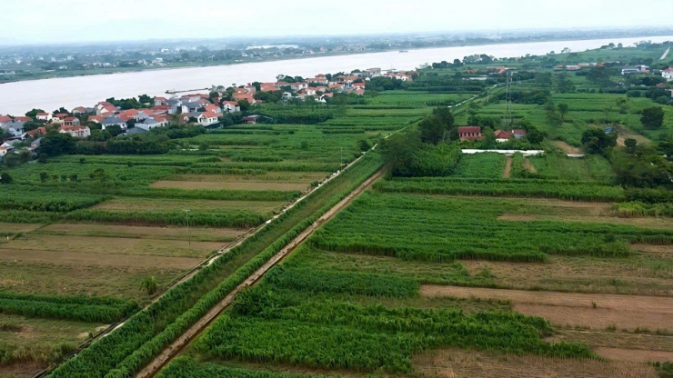 Vùng nguyên liệu nuôi bò sữa của người dân xã Vĩnh Phú. Ảnh: KV