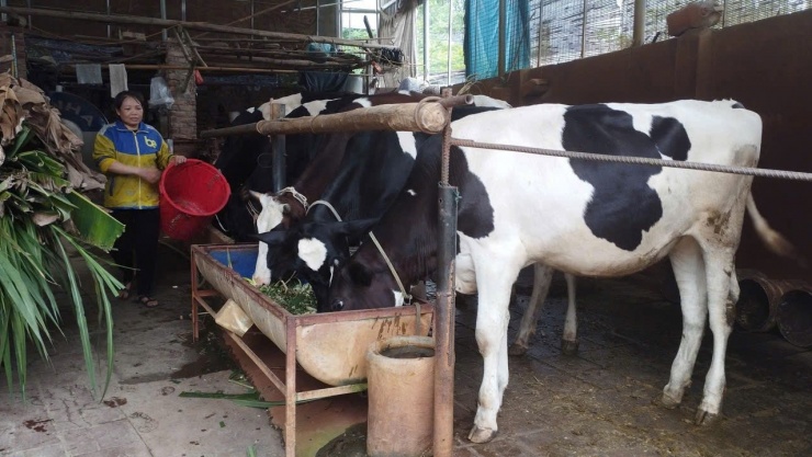 Người nuôi bò sữa ở Phú Thọ đứng trước nguy cơ bế tắc đầu ra. Ảnh: KV
