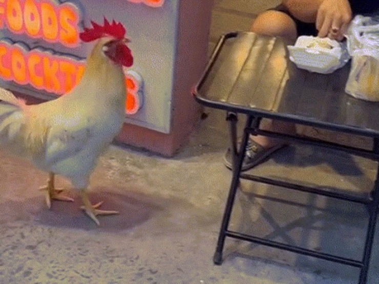 Gà đi lạc vào tiệm cà phê mèo ở TPHCM, được tắm sữa tắm, chăm như con cưng