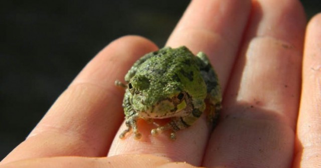 Nhập viện vì nuốt 8 con ếch sống để chữa đau lưng