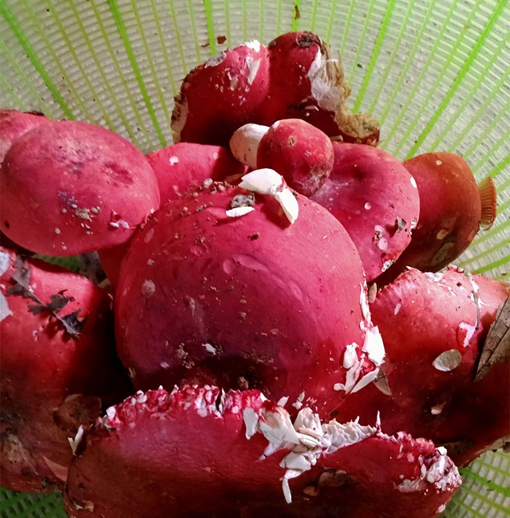 Nấm chẹo được ví như “vàng đỏ” của núi rừng vì vừa hiếm, vừa có giá trị cao. Đây là đặc sản đặc trưng của một số vùng núi phía Bắc như Lạng Sơn hay Thái Nguyên.
