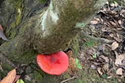 Thị trường - Tiêu dùng - Cây dại ở Việt Nam được thương lái Trung Quốc săn lùng giá 2 triệu/kg, nửa đêm dân rọi đèn đi hái