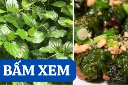Tin tức sức khỏe - Bất ngờ loại lá đem cuốn thịt, già trẻ đều mê lại là vị thuốc quý cho xương khớp