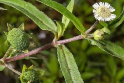 Thị trường - Tiêu dùng - Cỏ dại mọc khắp nơi, xưa là rau cho lợn, nay bỗng hóa “cây tiền”