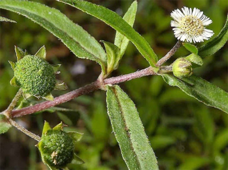 Cỏ dại mọc khắp nơi, xưa là rau cho lợn, nay bỗng hóa “cây tiền” - 1