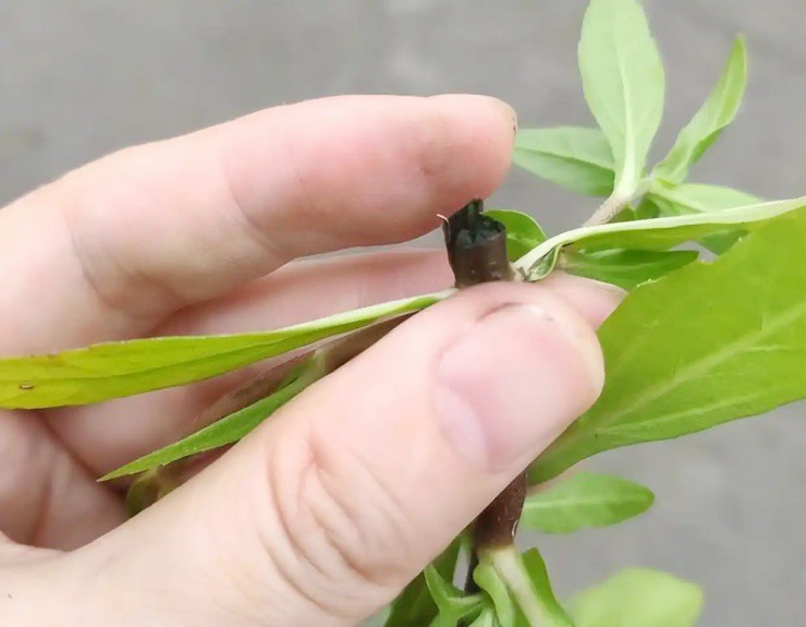 Cỏ dại mọc khắp nơi, xưa là rau cho lợn, nay bỗng hóa “cây tiền” - 3