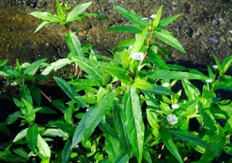 Cỏ dại mọc khắp nơi, xưa là rau cho lợn, nay bỗng hóa “cây tiền” - 2