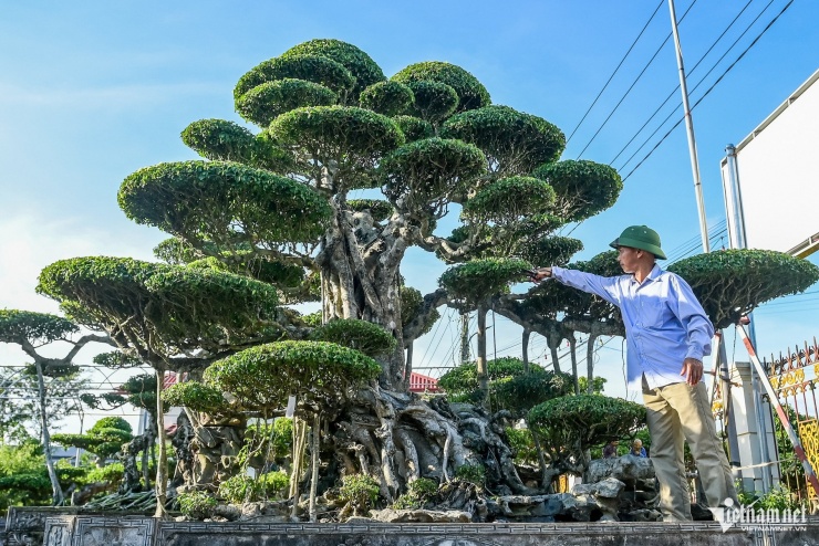 Nghệ nhân Nguyễn Công Khanh tỉ mỉ cắt tỉa "tác phẩm sống" tiền tỷ của mình.