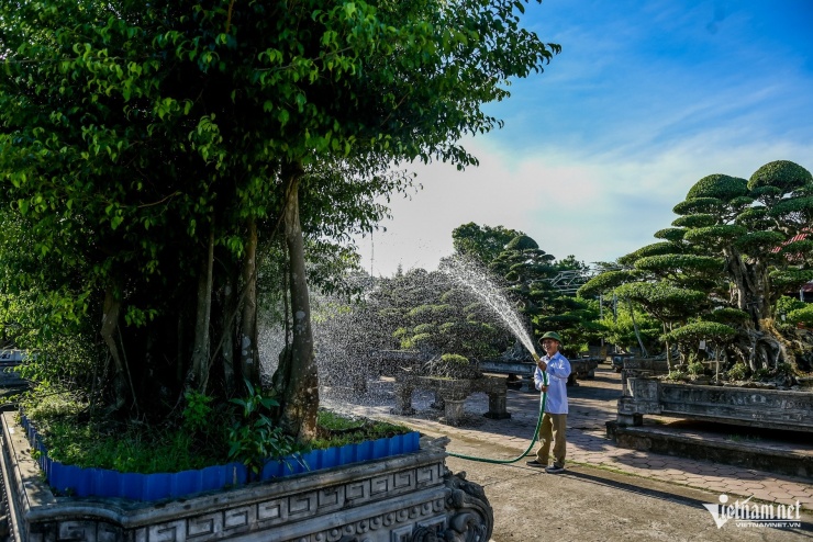 Dù sở hữu vườn cây trị giá hàng chục tỷ, ông Khanh vẫn tự tay làm mọi việc.