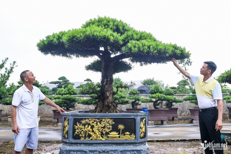 Bên cạnh cây cảnh truyền thống, ông Tuấn dần mở rộng sang cây công trình để "vươn ra biển lớn". 