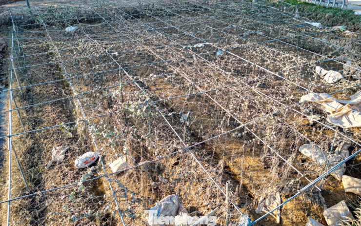 Ghi nhận của PV Tiền Phong, trên nhiều diện tích trồng trọt của người dân xóm Bến Đò (phường Linh Sơn, tỉnh Thái Nguyên) là khung cảnh hoang tàn sau lũ.