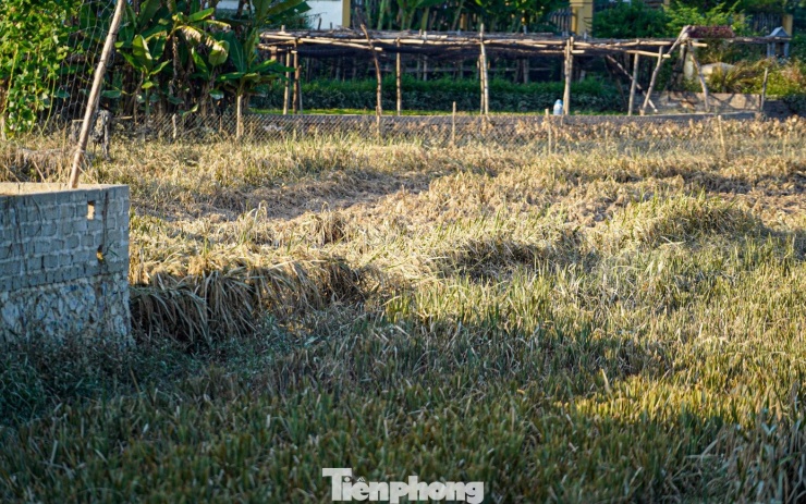 Cả cánh đồng lúa, hoa màu tan hoang, người dân Thái Nguyên bật khóc - 5