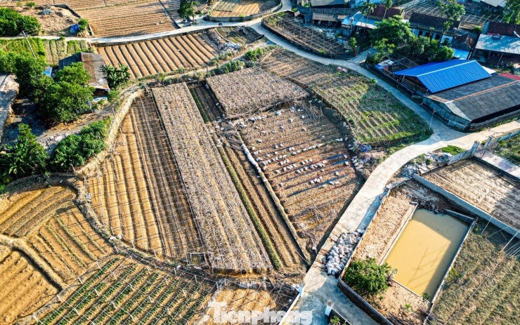 Sau khi nước rút, nhiều cánh đồng, ruộng vườn ở tỉnh Thái Nguyên lộ lên khung cảnh “bạc trắng” hoang tàn, cây trồng bị vùi trong bùn, ngả rạp....