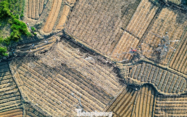 Cả cánh đồng lúa, hoa màu tan hoang, người dân Thái Nguyên bật khóc - 2