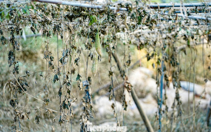 Các giàn vườn cây hầu hết bị chết khô.