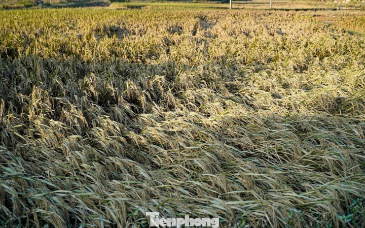 8 sào ruộng lúa của bà Luyến đã chìm trong biển nước, toàn bộ hoa màu bị hư hại, không thể thu hoạch.