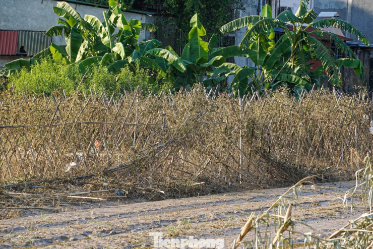 Sau lũ rút, hoa màu trắng xóa như phủ một lớp bạc.