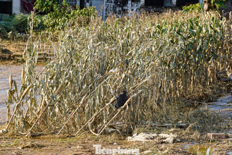 Cả cánh đồng lúa, hoa màu tan hoang, người dân Thái Nguyên bật khóc - 9