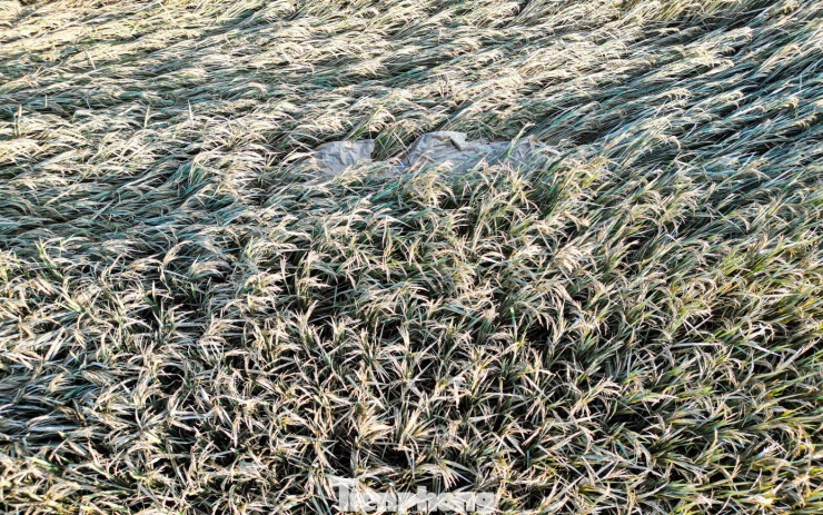 Cánh đồng lúa chìm trong sắc bạc trắng sau khi nước rút.