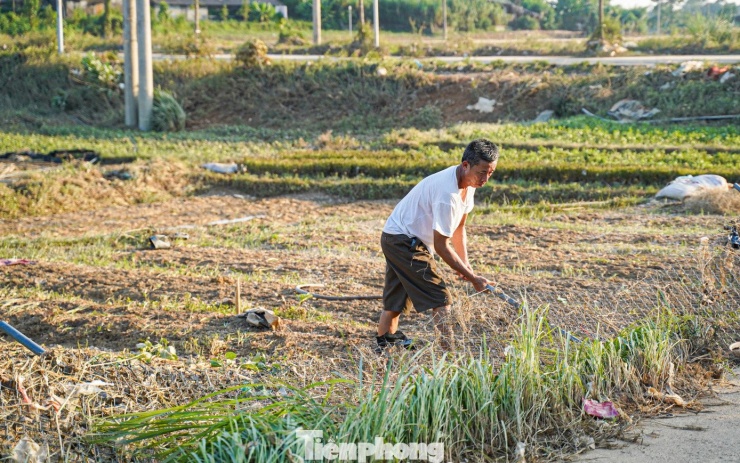 Anh Nguyễn Minh Đức (phường Linh Sơn) ra vườn dọn đất, cày lại và chuẩn bị trồng vụ rau mới, cho biết nhà anh trồng rau nhưng tất cả đều chìm nghỉm, không kịp thu hoạch, khi lũ rút thì héo úa. “Đúng là lũ lịch sử, giờ đây tôi phải bắt đầu lại từ đầu”.