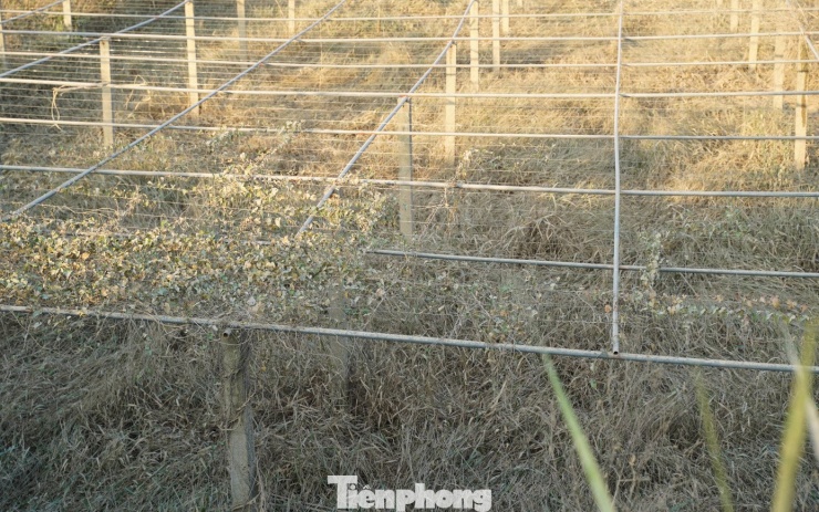 Cả cánh đồng lúa, hoa màu tan hoang, người dân Thái Nguyên bật khóc - 11