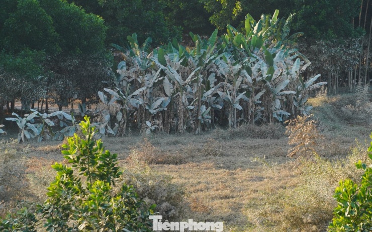 Cả cánh đồng lúa, hoa màu tan hoang, người dân Thái Nguyên bật khóc - 14