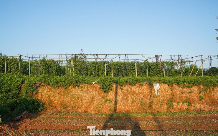 Hiếm hoi lắm thì vườn hoa màu còn nguyên vẹn vì vị trí cao hơn so với các cánh đồng xung quanh.