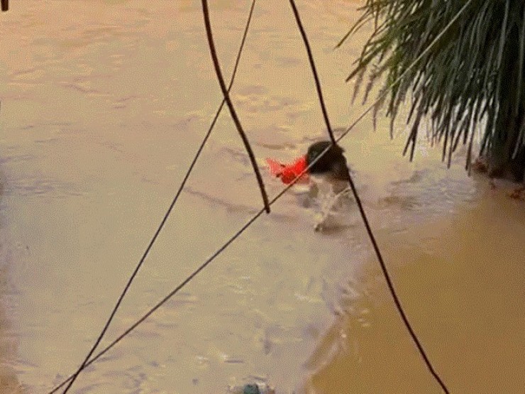 Vợ reo vui khi chồng bơi hơn 5 tiếng về nhà sau đêm mắc kẹt vì nước lũ