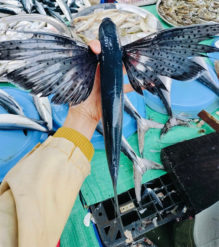 Ở vùng biển miền Trung có một loài cá đặc biệt, có thể xoè cánh bay lượn trên mặt nước, đó là con cá chuồn.

