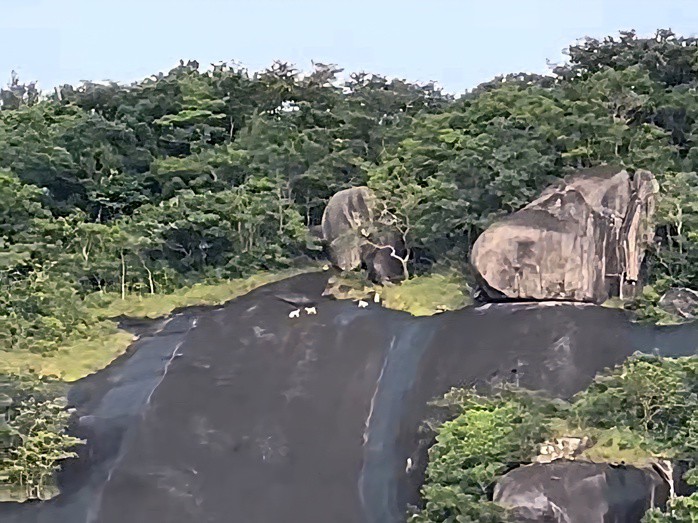 Hình ảnh 4 con vật màu trắng gây xôn xao trên mạng xã hội (ảnh cắt từ clip)