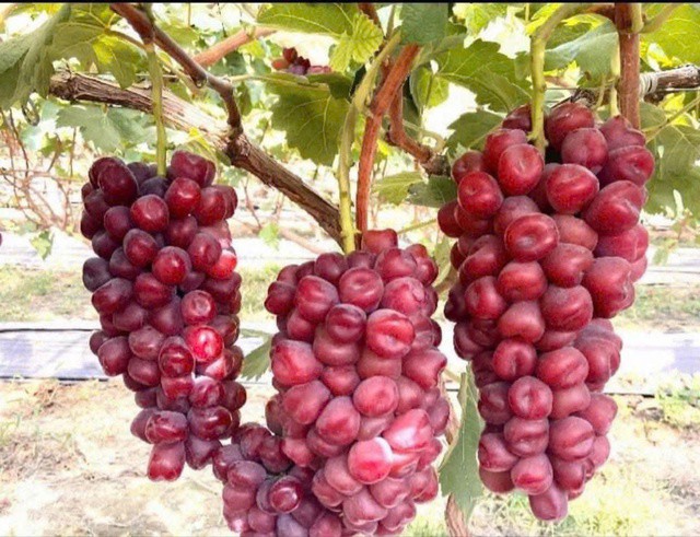 Nho sữa đỏ trái tim. Ảnh: Thùy Anh.