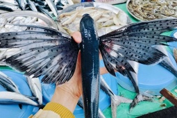 Thị trường - Tiêu dùng - Kỳ lạ loài cá biết bay như chim ở Việt Nam, trước rẻ như cho nay 250.000/kg, bắt bán "hốt bạc"