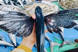 Kỳ lạ loài cá biết bay như chim ở Việt Nam, trước rẻ như cho nay 250.000/kg, bắt bán "hốt bạc"