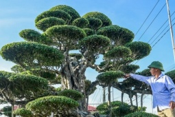 Từ 'biệt đội xe thồ' rong ruổi khắp phố đến tỷ phú cây cảnh