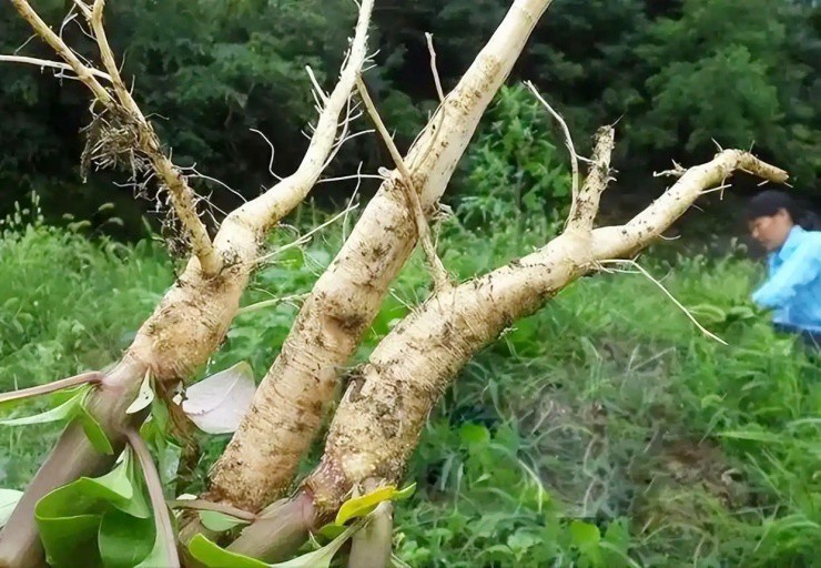 Cây có độc, quả giống nho không ăn được mà “hái ra tiền” - 2