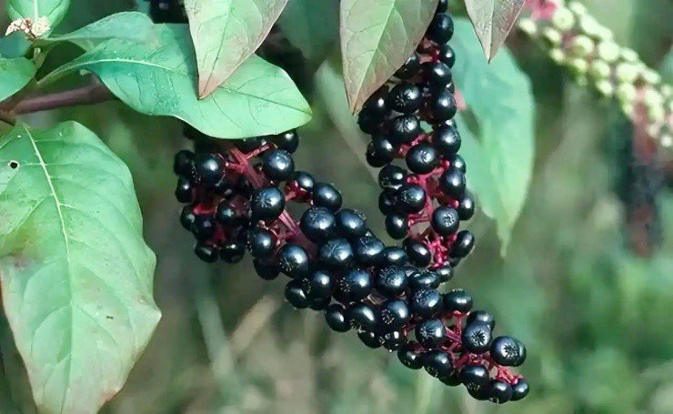 Cây có độc, quả giống nho không ăn được mà “hái ra tiền” - 1