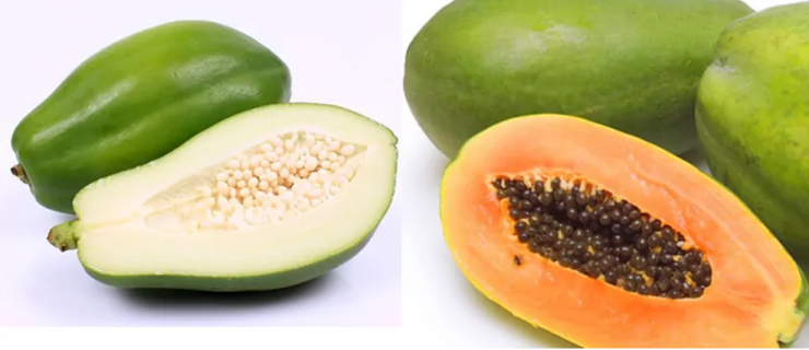 Đu đủ xanh và chín có tác dụng khác nhau nhưng đều mang lại nhiều lợi ích sức khỏe.