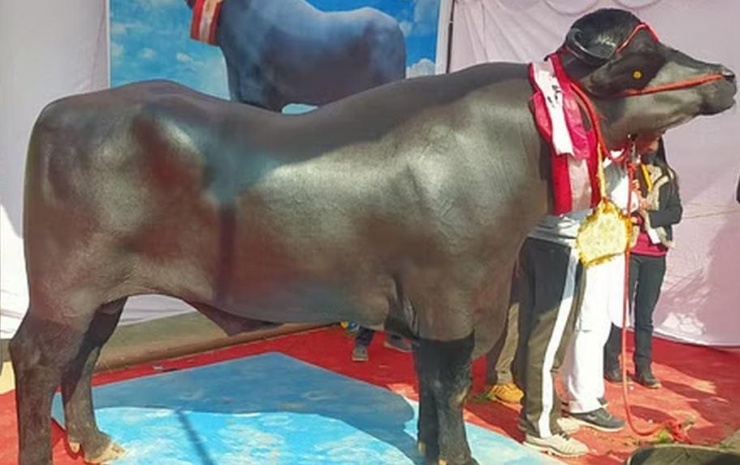 Trâu Modi tại hội chợ.