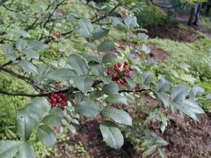 Ở Trung Quốc, lá xuyên tiêu hiện được bán phổ biến với giá cao, biến nó thành "mỏ vàng" cho người dân hái bán, đặc biệt khi thu hoạch lá non. Ảnh minh họa.