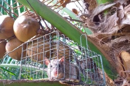 Loài sống trên ngọn cây dừa, ăn cùi và uống nước dừa để lớn, là đặc sản có tiền cũng khó mua được