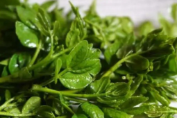 Thị trường - Tiêu dùng - Cây xưa chỉ lấy quả, nay hái lá non kiếm bộn tiền